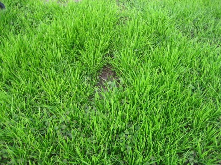 Bald Spot