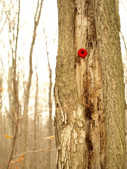 Lone Poppy
