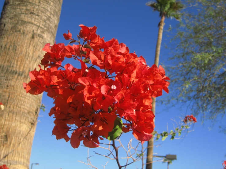 Many Flowers Make One Flower