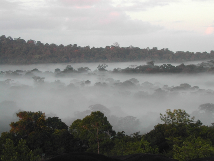 Amazon rainforest early moring