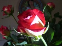 flower1