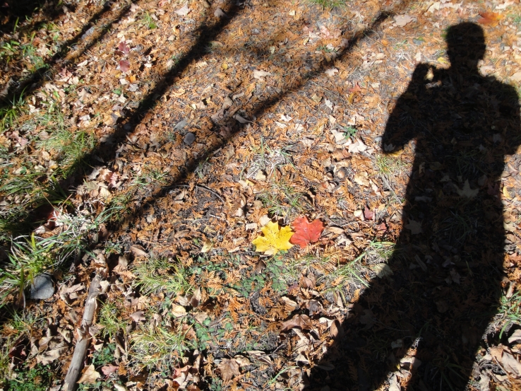 Leaves, Shadows, Etc.