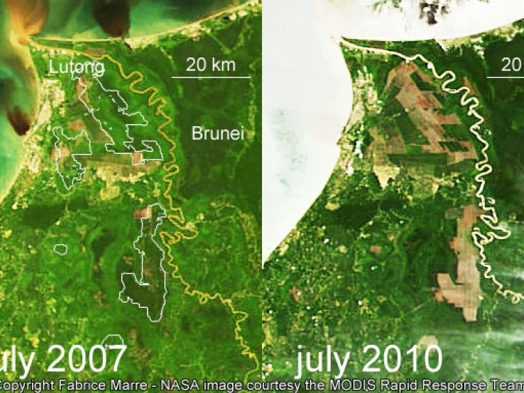 deforestation in borneo