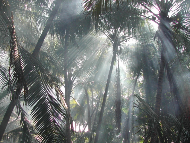 Fog in the Amazon jungle
