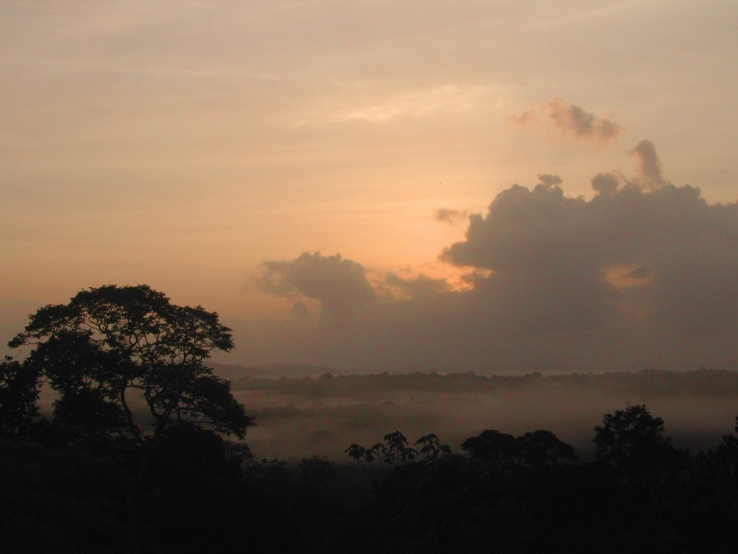Early morning in the Amazon Jungle