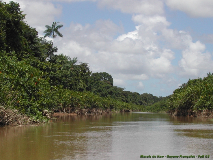 Mangrove dans les marais de Kaw
