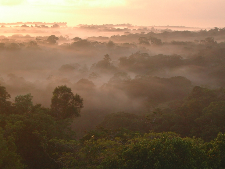 Early morning in the Amazon jungle