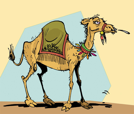 a camel
