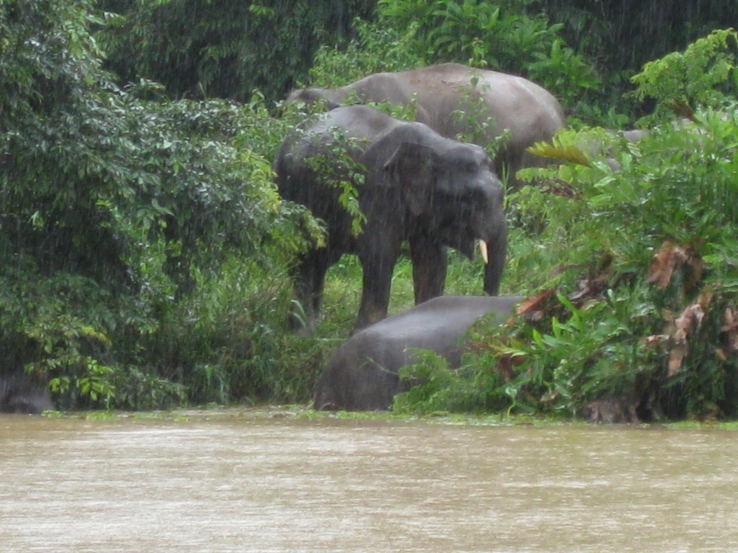 Elephants on the Kinabatangan river