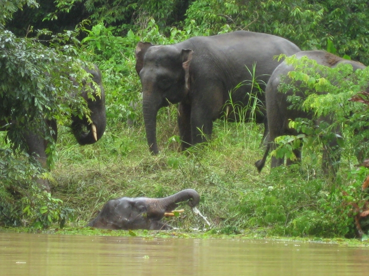 Elephants on the Kinabatangan river2