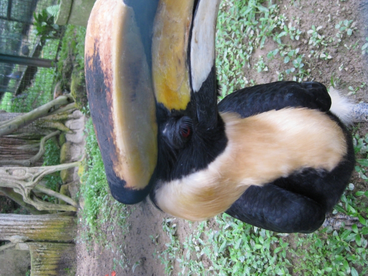 Rinicerous Horn Bill