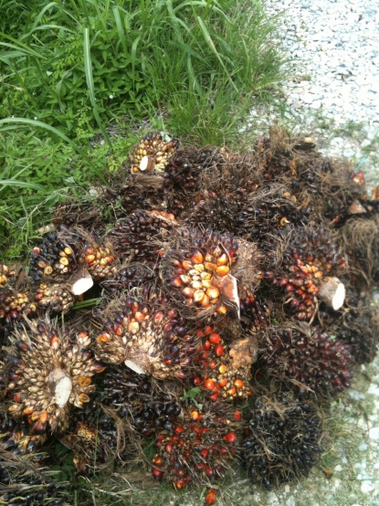 Palm Oil Fruit