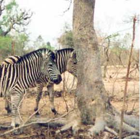 Zebre