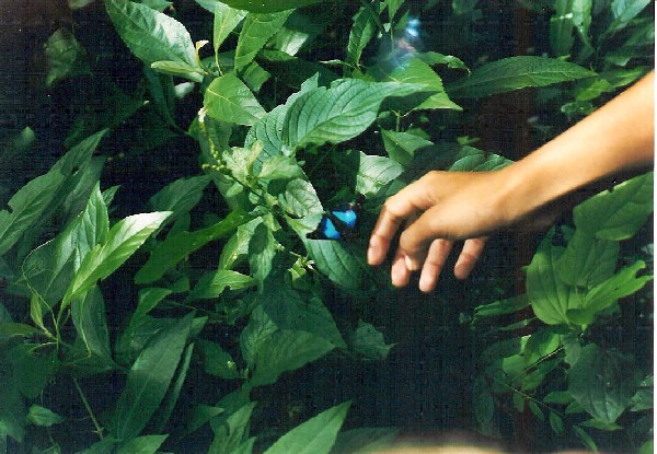 Mariposa azul