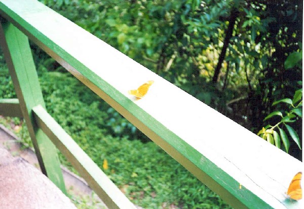 Mariposas