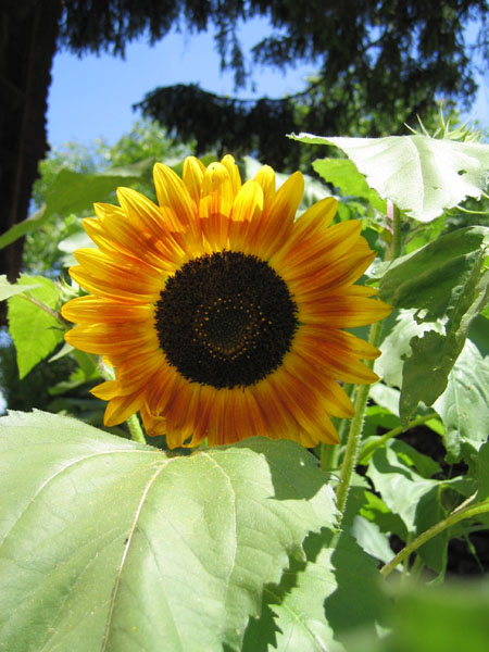 sunflower