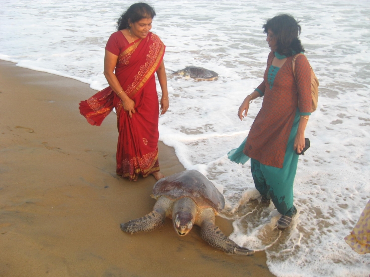 why,why,why these turtles are dying