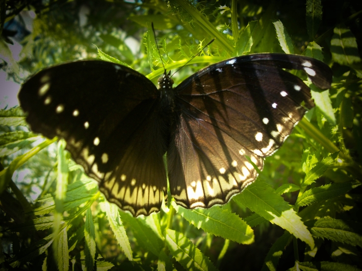 Butterfly In Green leaf!