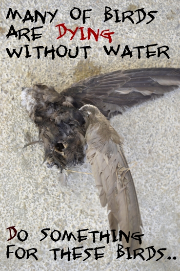 Dying Birds!