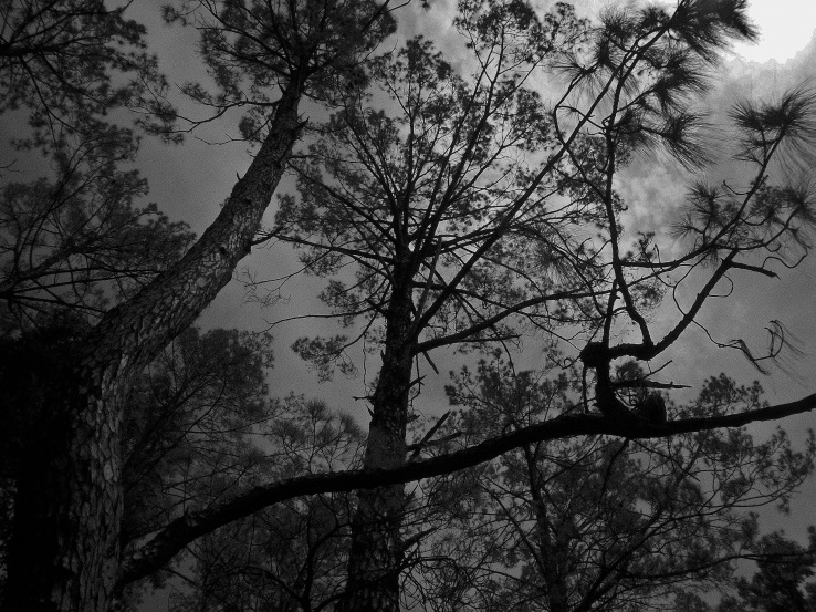 Trees!