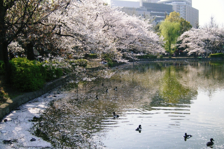 japan: yokohama