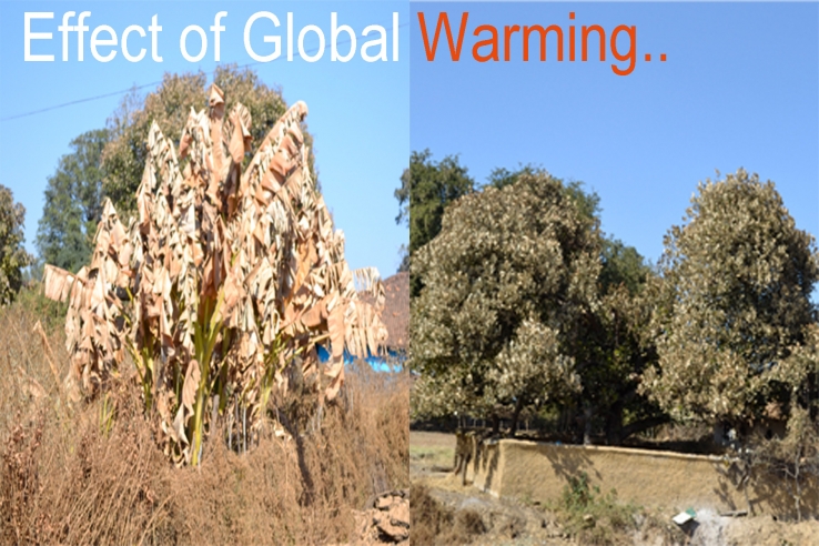 Effect of Global Warming!