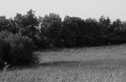 Summer Field