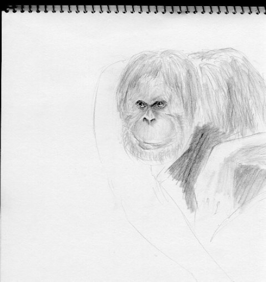 Orangutan Portrait Pencil