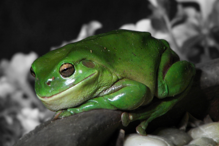 Green Tree Frog