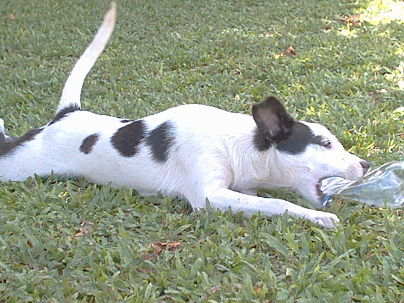 Cachorro