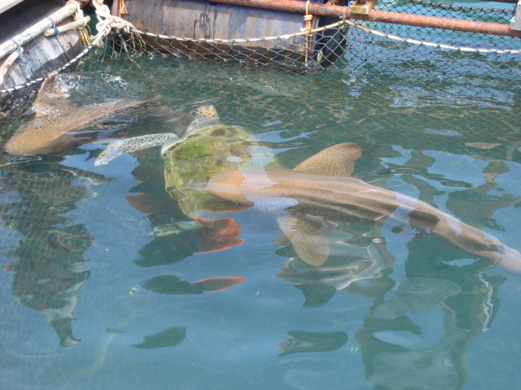OH...FISH