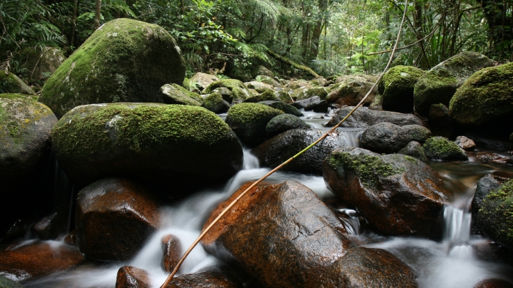 Kirama North Queensland Rainforest
