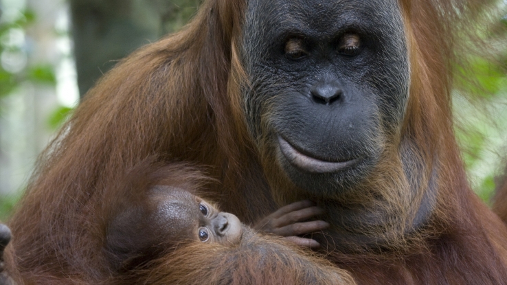 Sumatran Orangutan