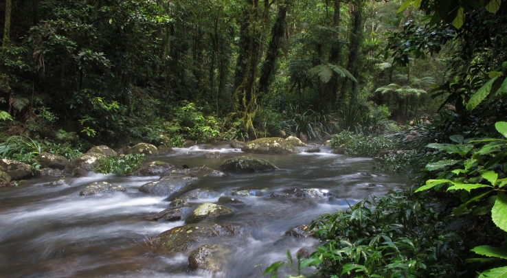 Brindle Creek