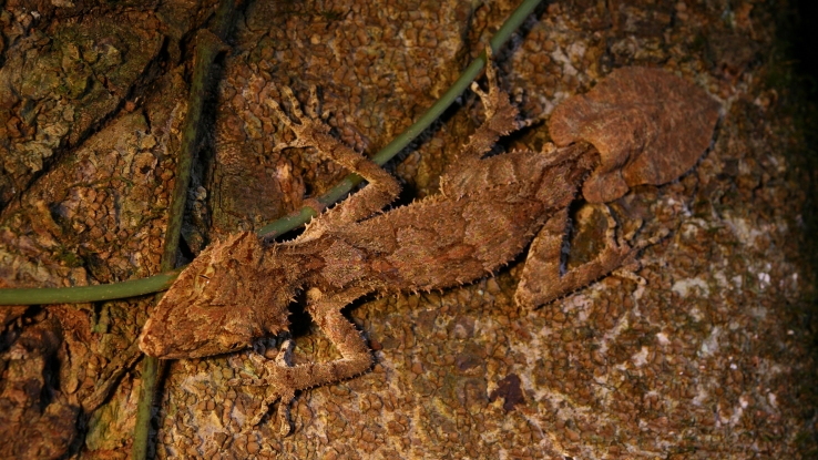 Leaf-tailed Gecko