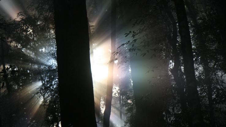 Sub-tropical Rainforest