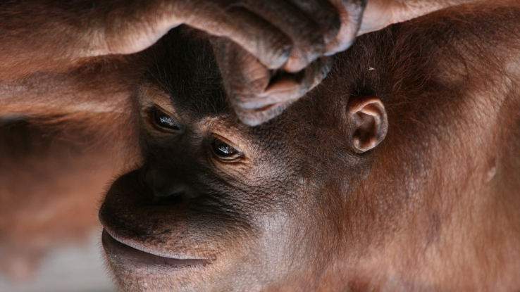 Bornean Orangutan