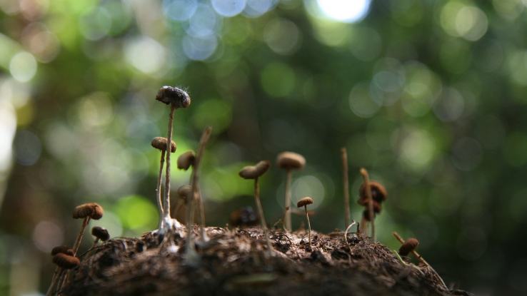 Bornean Pygmy Elephant Dung