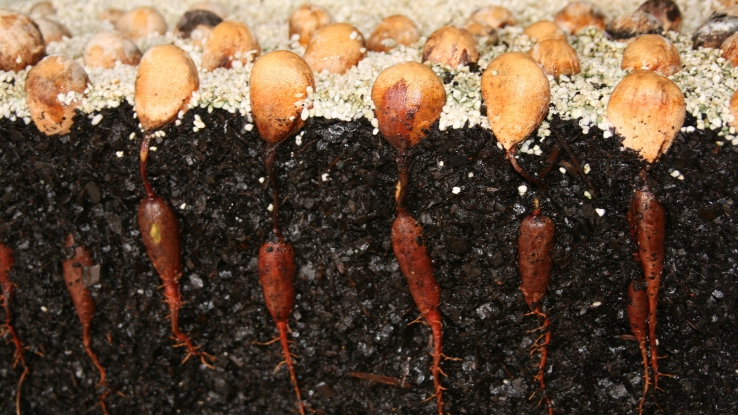 Bunya Nuts