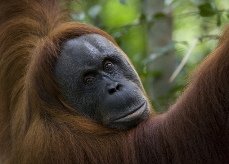 Sumatran Orangutan Pongo abelii