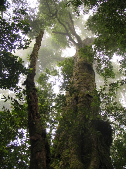 Antarctic Beech