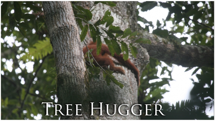 Orangutan Tree Hugger