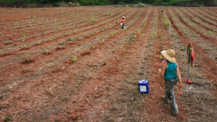 Cassowary Connectivity Tree Planting