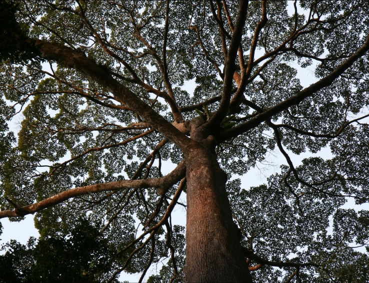 Dipterocarp Tree