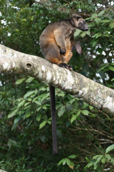 Lumholtz Tree Kangaroo