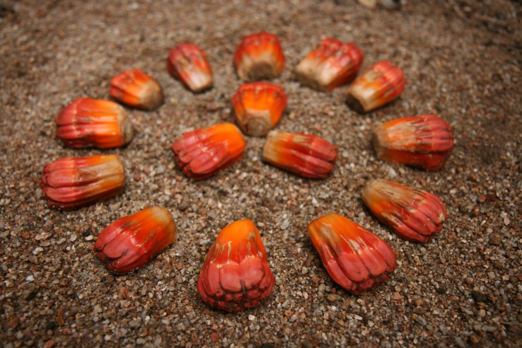 Pandanus Seed