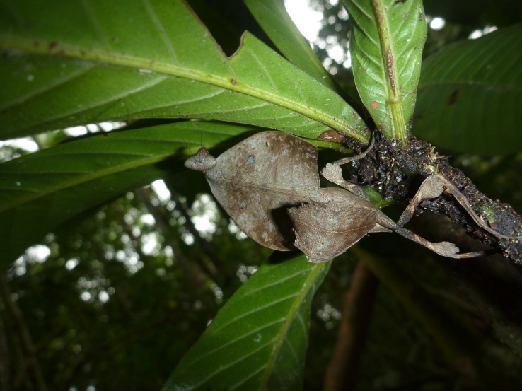 Dead Leaf Praying Mantis, Deroplatys desiccata