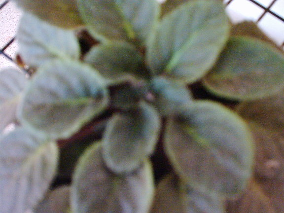 Folhas de uma violeta
