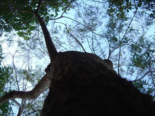 Copa de uma arvore