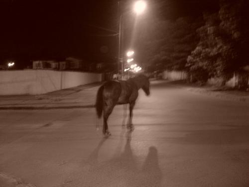 Cavalo no asfalto
